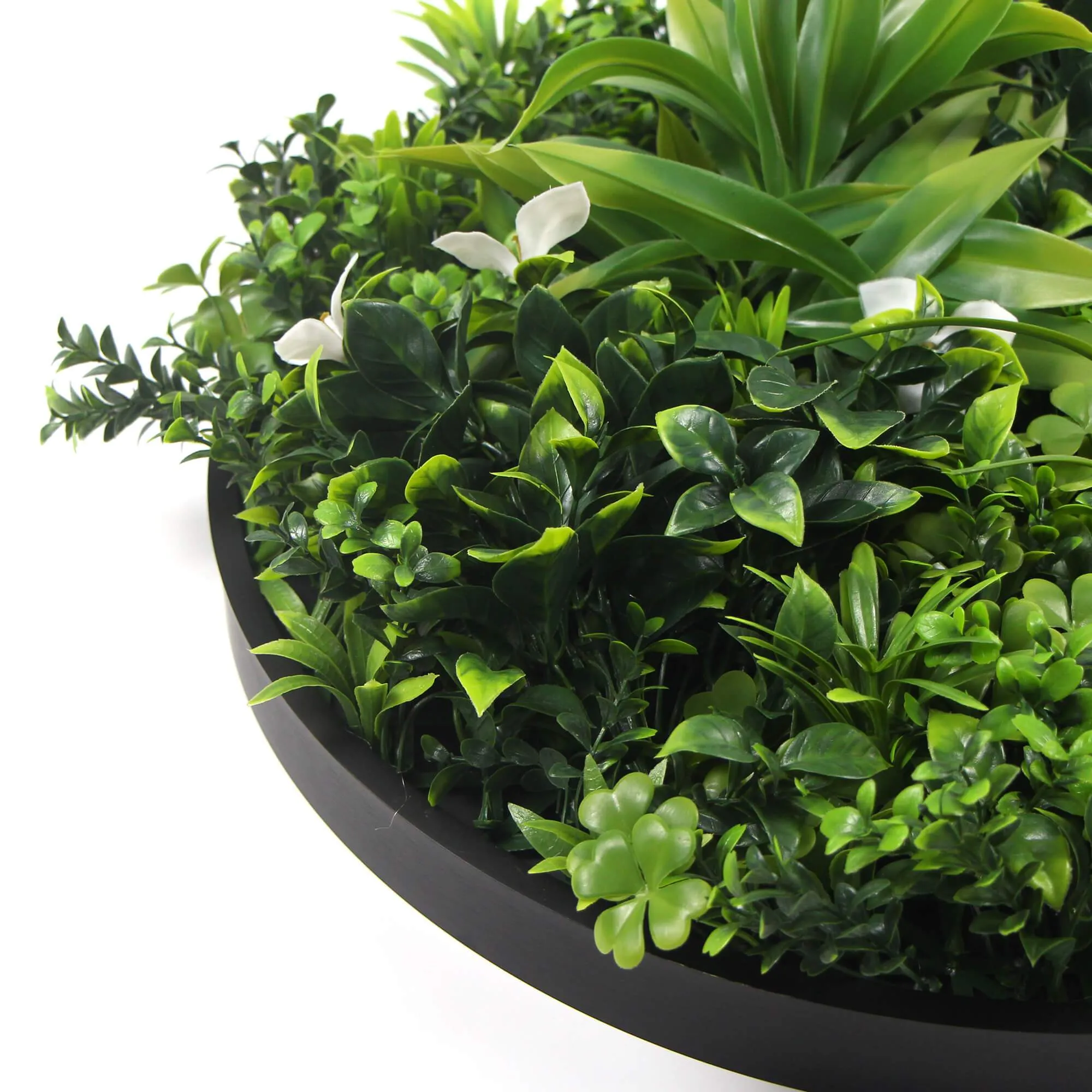 Flowering White Artificial Green Wall Disc UV Resistant 50cm (Black Frame)